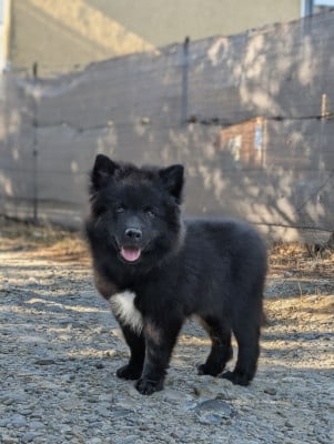 Les chiots de Chien finnois de Laponie