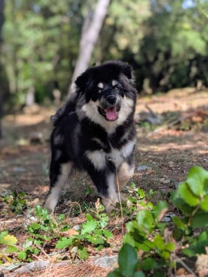 Les chiots de Chien finnois de Laponie