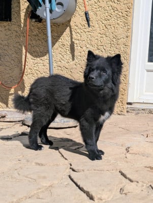 Chien finnois de Laponie