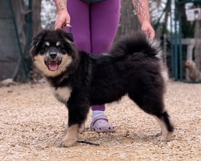 Les chiots de Chien finnois de Laponie