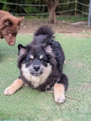 Les chiots de Chien finnois de Laponie