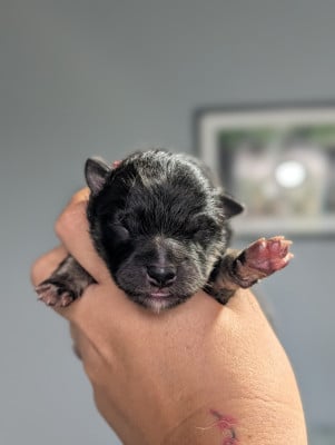 Chien finnois de Laponie