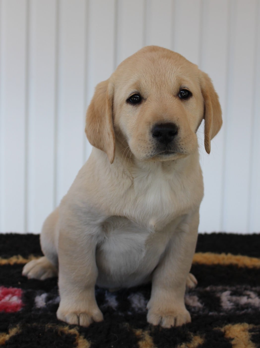 CHIOT 9 - Labrador Retriever