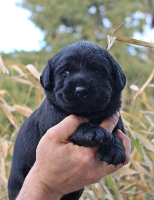 Les chiots de Labrador Retriever