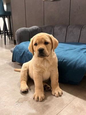 CHIOT 1 - Labrador Retriever