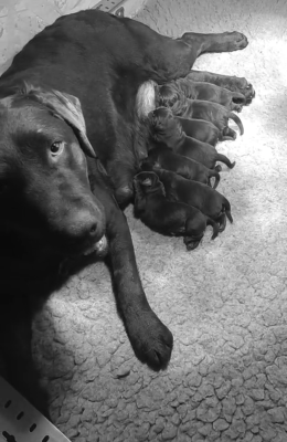 Les chiots de Labrador Retriever