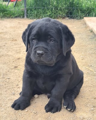 Les chiots de Labrador Retriever