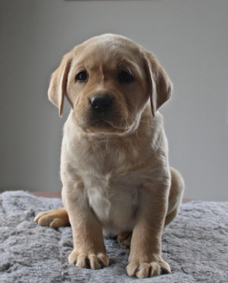Les chiots de Labrador Retriever