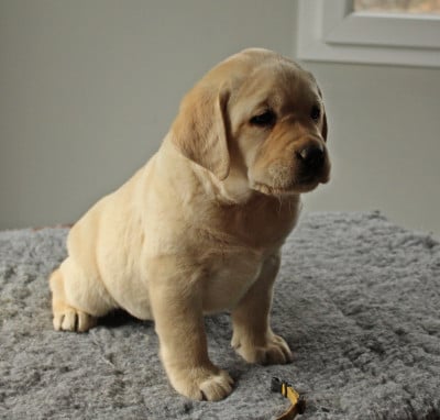 Les chiots de Labrador Retriever
