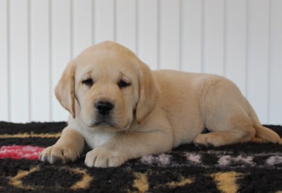 Les chiots de Labrador Retriever