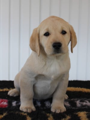 Les chiots de Labrador Retriever