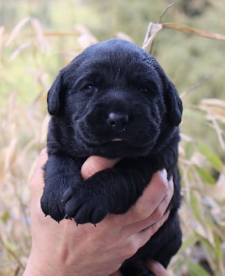 Les chiots de Labrador Retriever