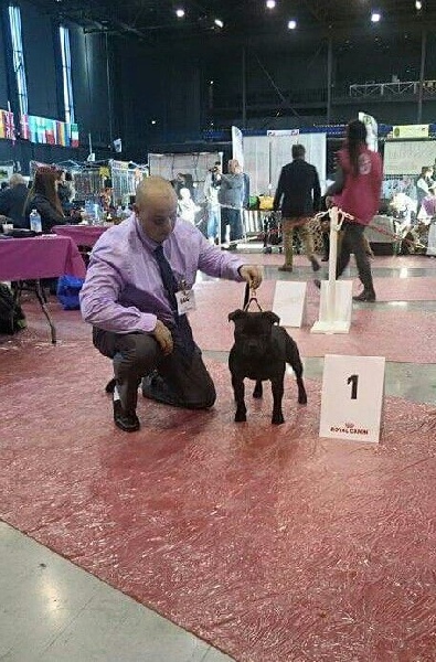 CH. pearl from the south Psycho - 1er excellent /13 - Classe jeune mâle