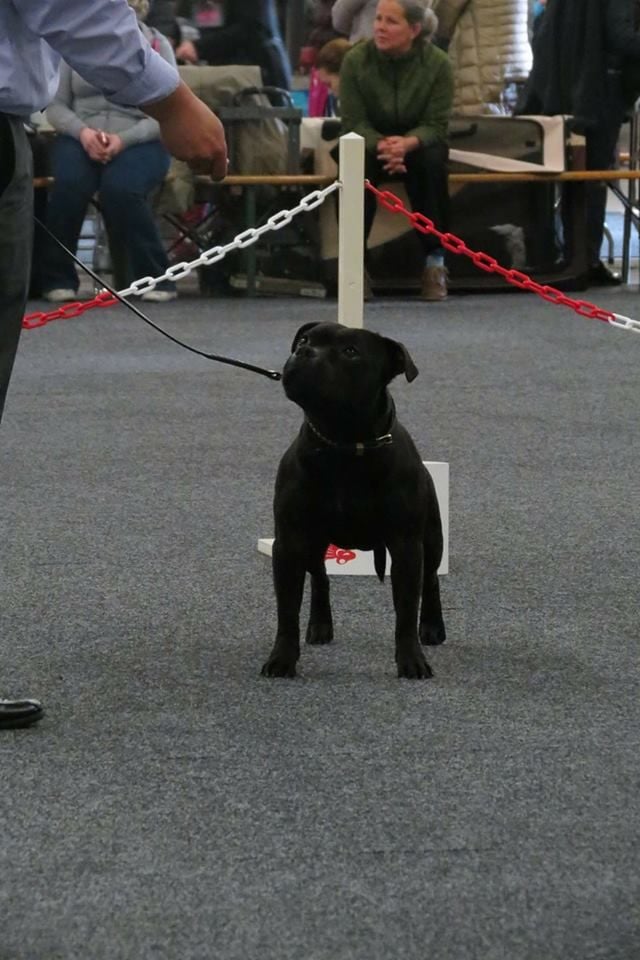 CH. pearl from the south Psycho - 1 er excellent /3 - CAC / RCACIB ** CHAMPION VDH, GBF ** Classe Champion