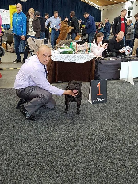 CH. pearl from the south Psycho - 1 er excellent /3 - Classe Champion