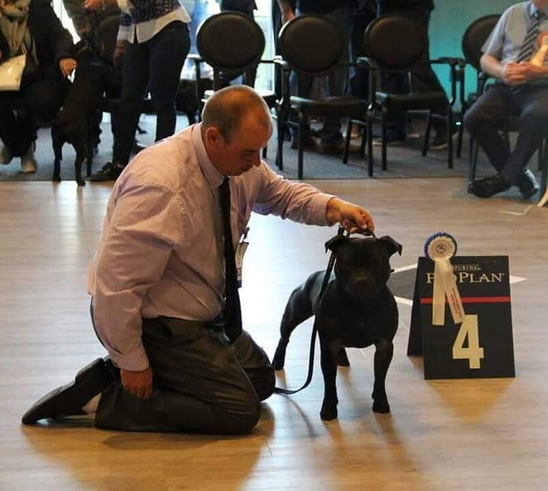 CH. pearl from the south Psycho - 4 ème excellent /17 - Classe intermédiaire