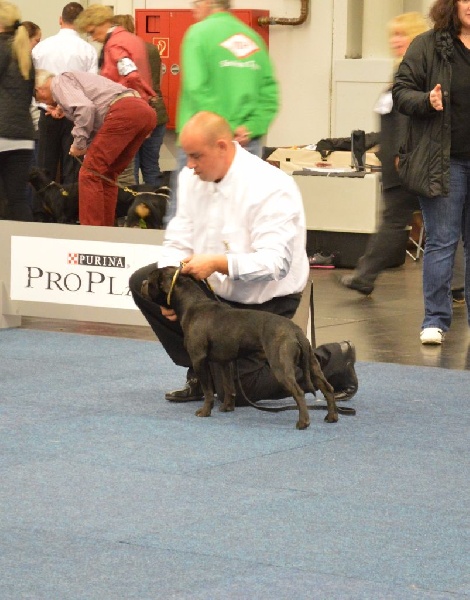 CH. pearl from the south Psycho - 4 è Exc - classe jeune