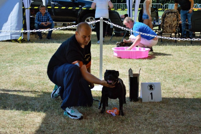 CH. pearl from the south Psycho - 1er Exc- Best Puppy