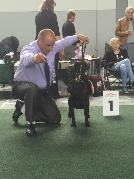 CH. pearl from the south Psycho - 1 er excellent /4 - CAC- CACIB VDH - Meilleur Mâle - Classe intermédiaire