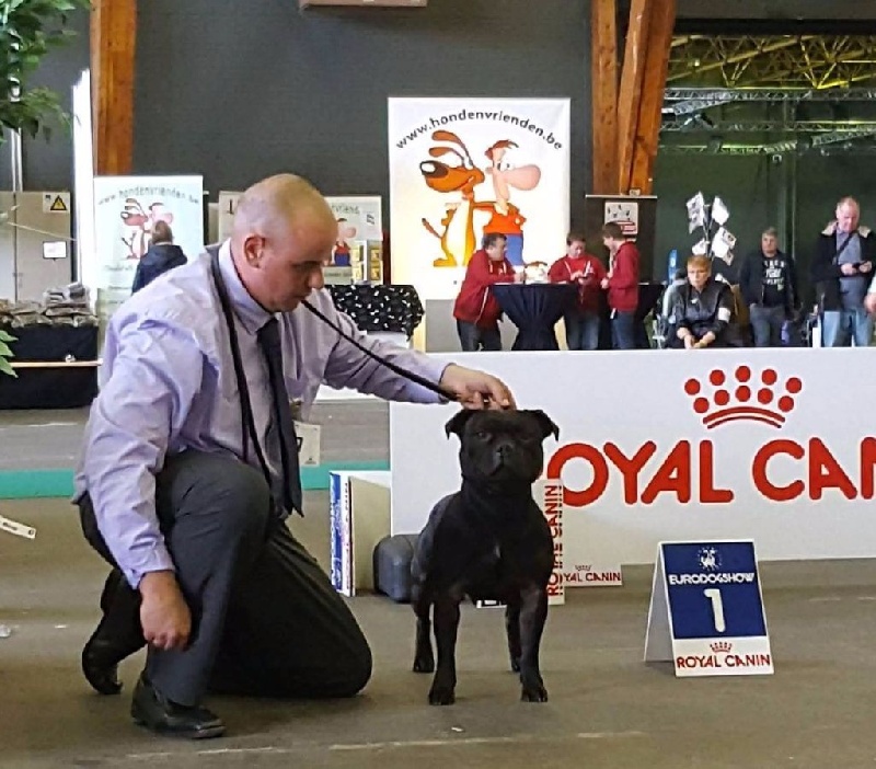 CH. pearl from the south Psycho - 1 er excellent /6 - Réserve CAC - Classe Champion