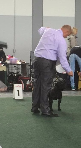 CH. pearl from the south Psycho - 2 ème excellent /4 - Réserve CAC VDH - Classe intermédiaire