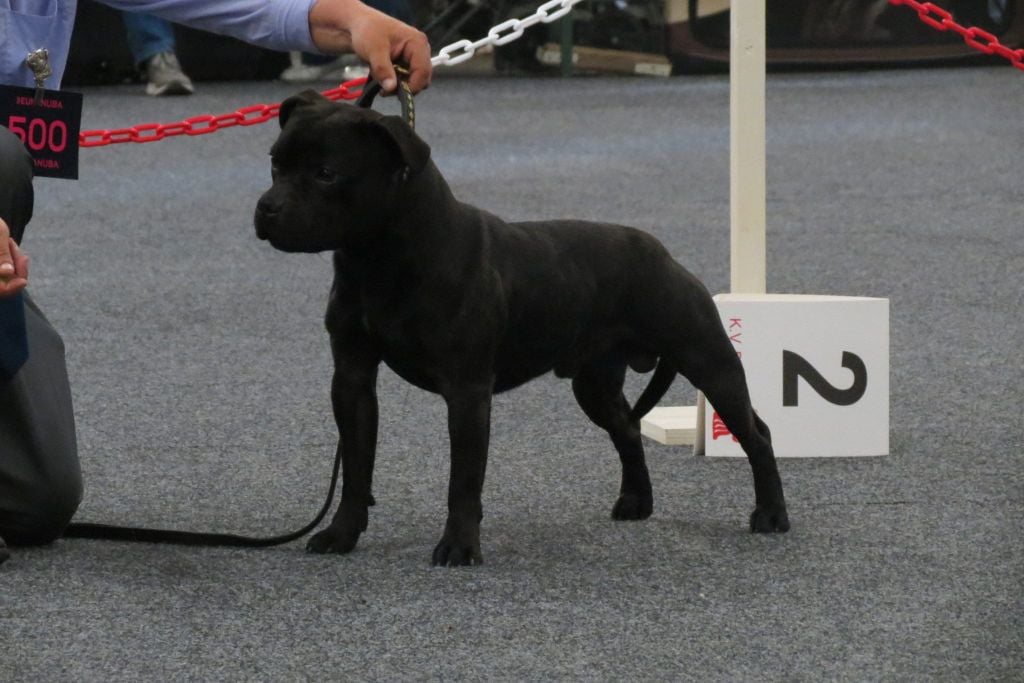 CH. pearl from the south Psycho - 1 er excellent /2 - Classe Champion