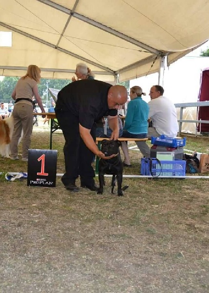 CH. pearl from the south Psycho - 1er Exc - Reserve CAC - Meilleur Jeune- Classe Jeune