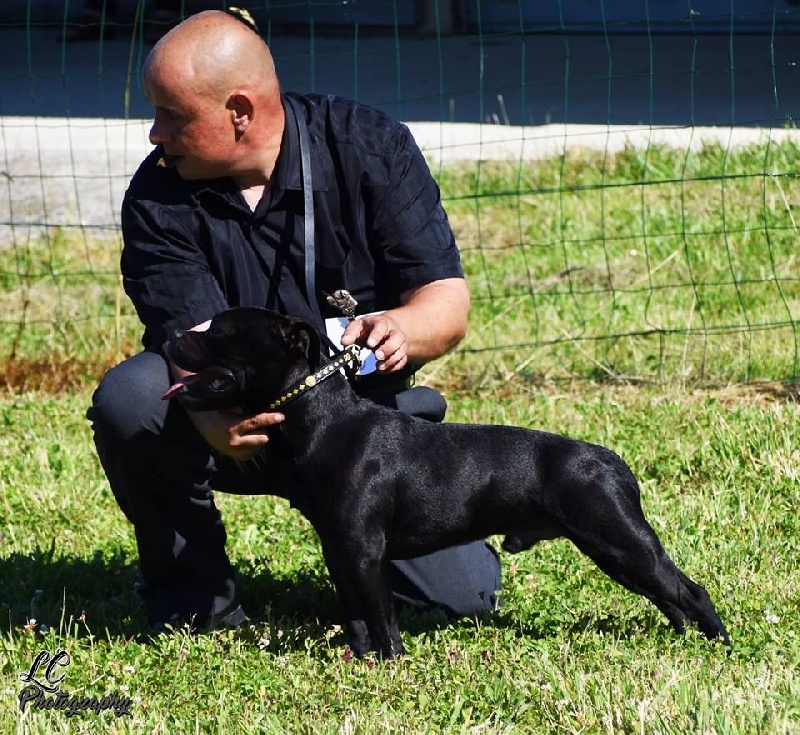 CH. pearl from the south Psycho - Très bon non classé /9 - Classe intermédiaire
