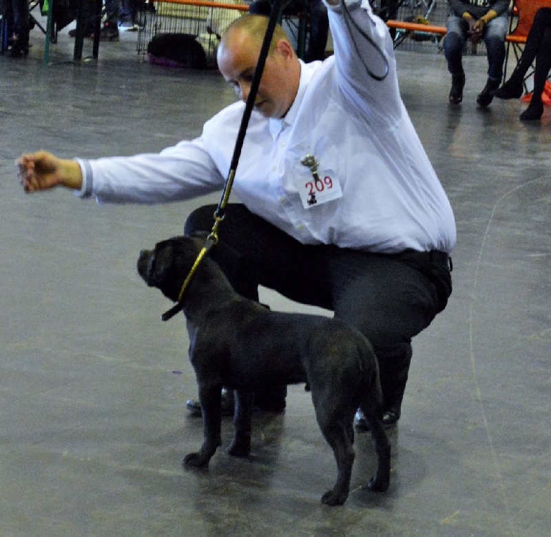 CH. pearl from the south Psycho - Très Prometteur- Best Minor Puppy