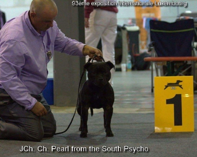 CH. pearl from the south Psycho - 1 er excellent - CACL - ***Ch du Luxembourg*** - Classe intermédiaire