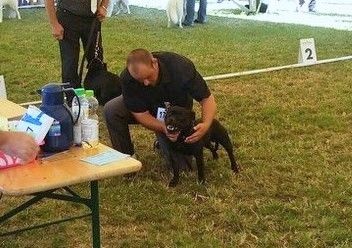 CH. pearl from the south Psycho - 1 er excellent /4 - Classe intermédiaire