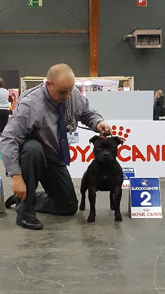 CH. pearl from the south Psycho - 2 éme excellent /6 - Classe Champion