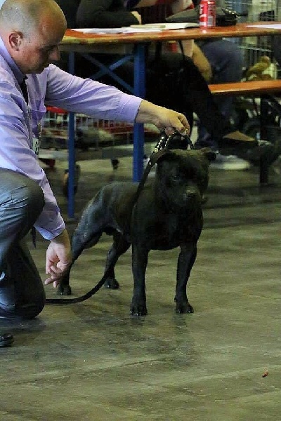 CH. pearl from the south Psycho - 2 ème excellent /4 - Réserve CACL - Classe intermédiaire