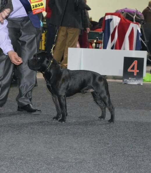 CH. pearl from the south Psycho - 2 ème excellent /6 - Réserve VDH - Classe intermédiaire