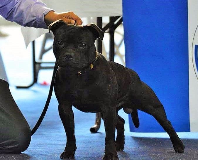 CH. pearl from the south Psycho - Très bon non classé /14 - Classe intermédiaire