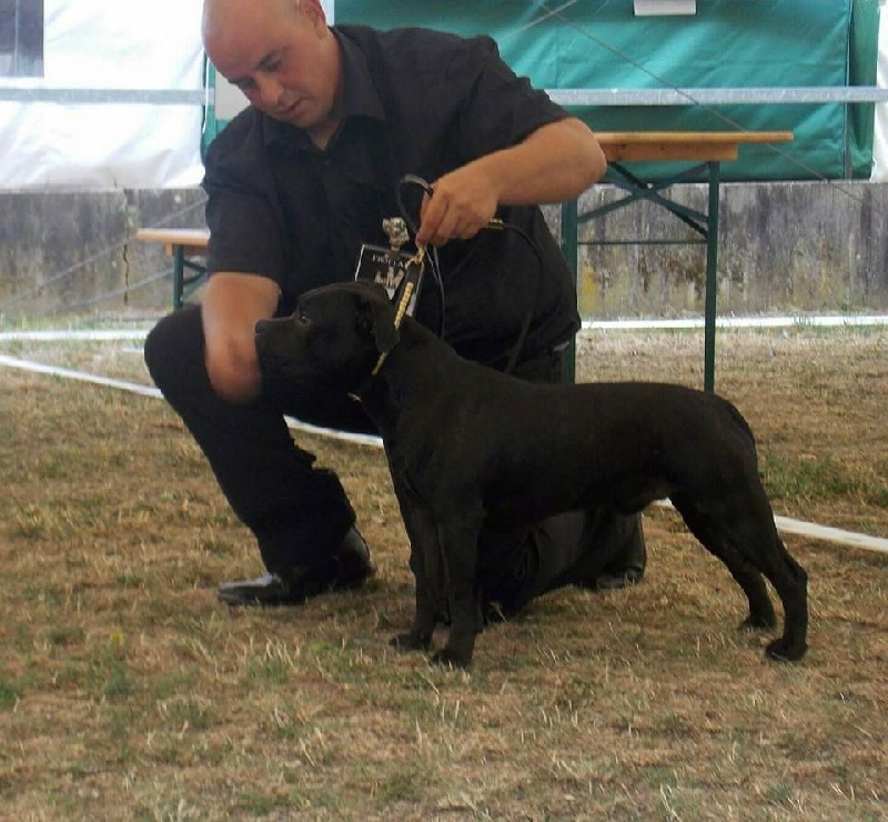 CH. pearl from the south Psycho - 3è Exc - Classe Jeune