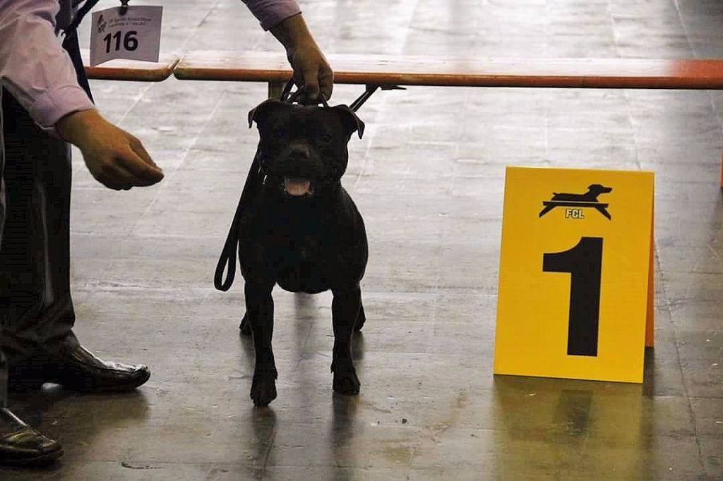 CH. pearl from the south Psycho - 1 er excellent /3 - CACL - Classe Champion