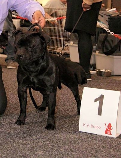 CH. pearl from the south Psycho - 1 er excellent /2 - Réserve CAC / CACIB - Classe intermédiaire