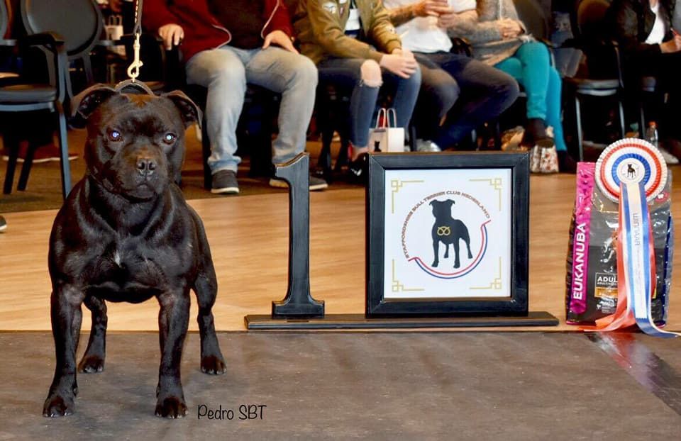 CH. pearl from the south Psycho - 1 er excellent /25 - Classe Champion