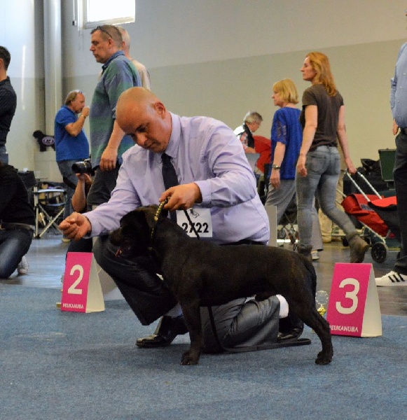 CH. pearl from the south Psycho - 3 ème excellent /7 - Classe intermédiaire