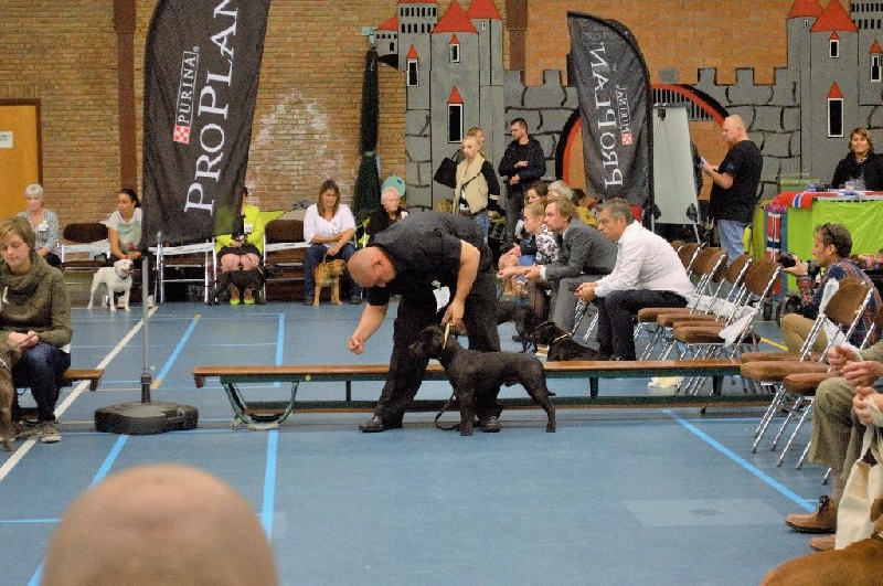 CH. pearl from the south Psycho - Exc non classé - Classe Jeune