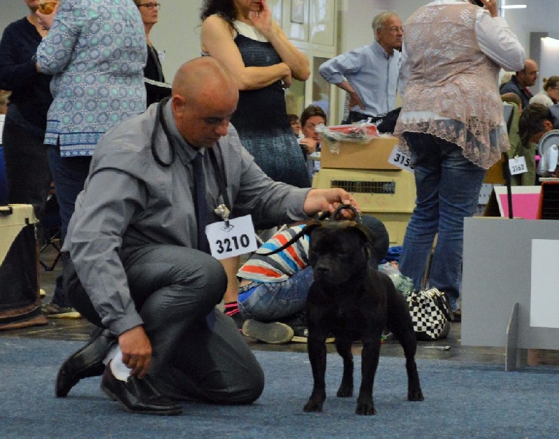 CH. pearl from the south Psycho - Excellent non classé /7 - Classe intermédiaire