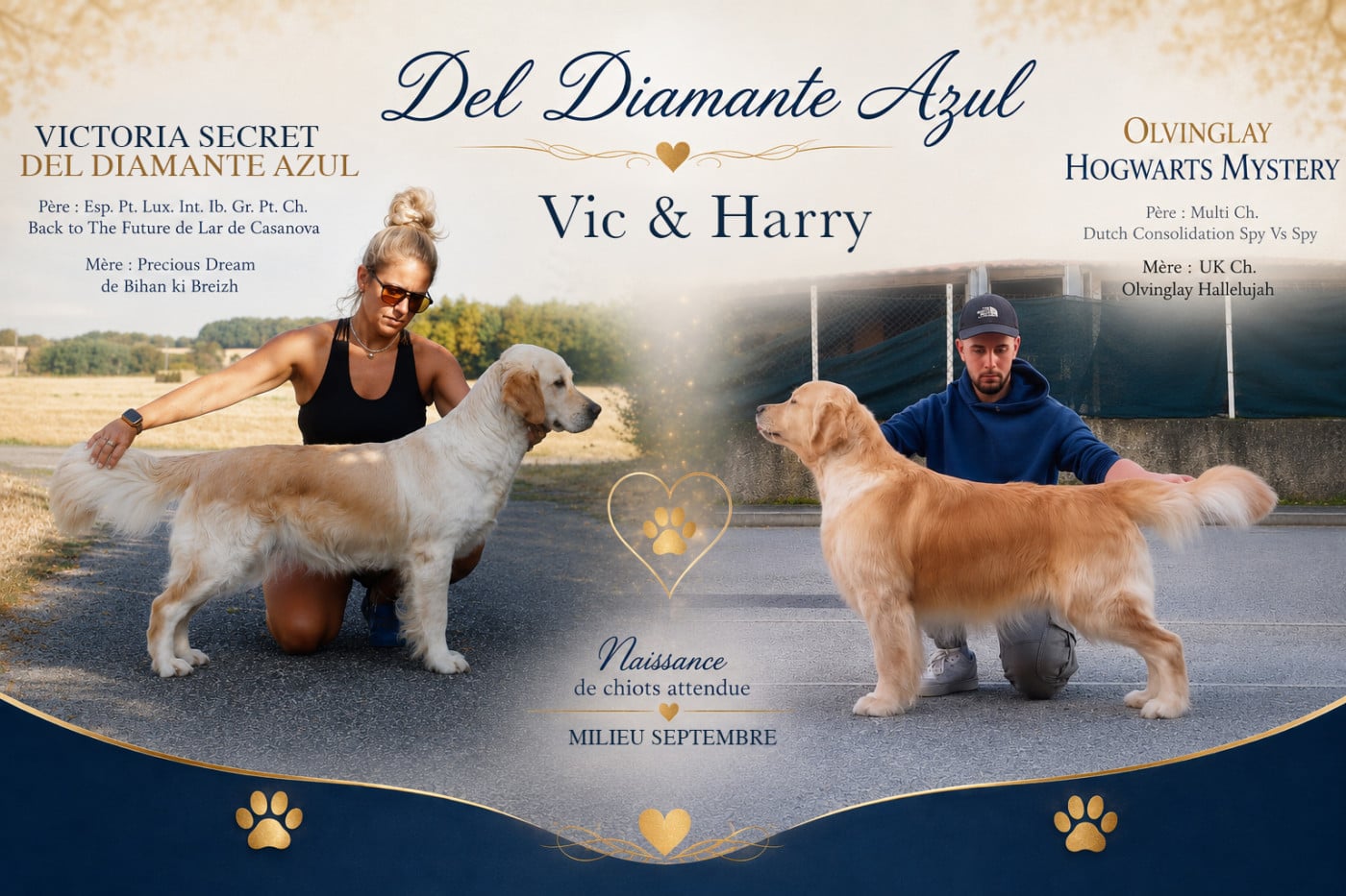 Golden Retriever - Del Diamante Azul