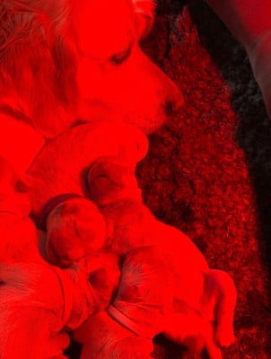 Les chiots de Golden Retriever