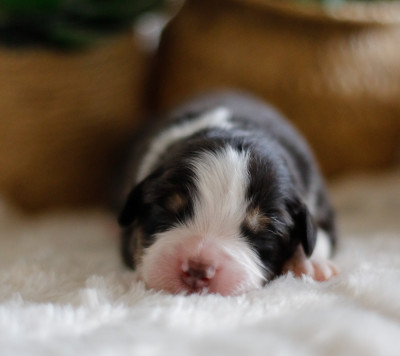 Les chiots de Berger Australien