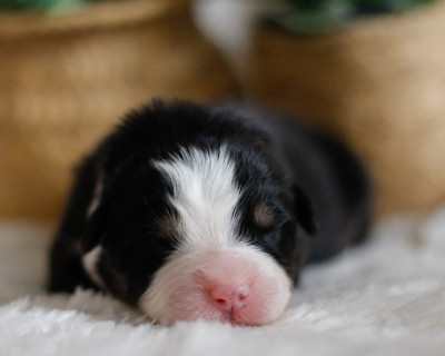 Les chiots de Berger Australien