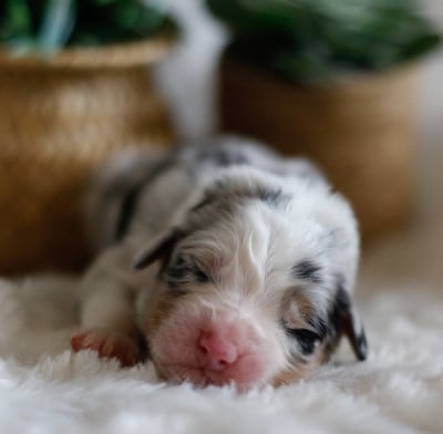 Les chiots de Berger Australien