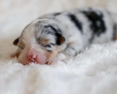 CHIOT 1 - Berger Australien