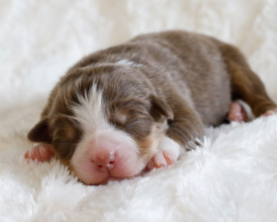CHIOT 2 - Berger Australien