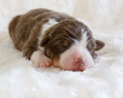 CHIOT 4 - Berger Australien